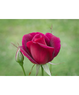 &quot;Mama&#39;s Rose,&quot; an A. Rose Designs note card - $5.95+