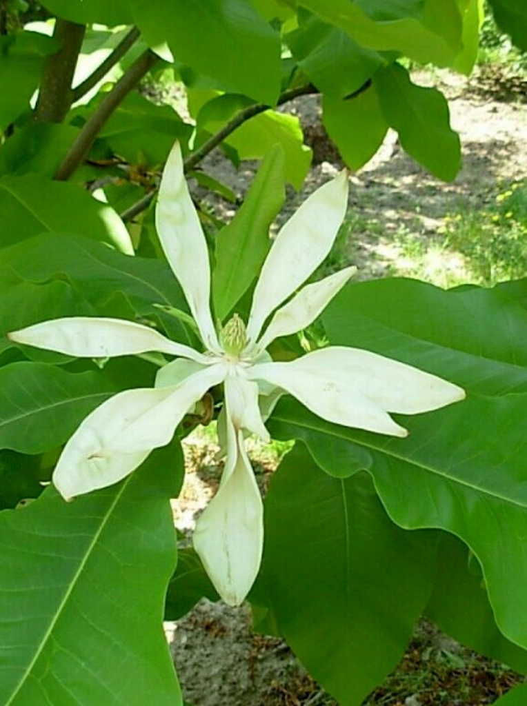 5 Pcs Seeds Umbrella Magnolia Tree Magnolia Tripetala Flower DL