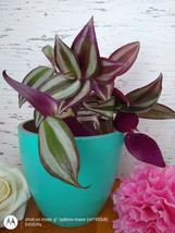 Wondering Jew Live Plant, Purple Heart plant CUTTING, LIVE PLANT - $13.86