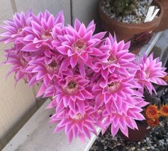 Echinopsis Hybrid “Carlie” Rooted Plant Cactus Succulents Succulent - $30.19
