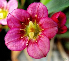 Aubrieta Hybrida Superbissima - Cascade Red seed - $3.25