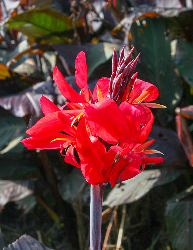 Red Canna Lily Bulbs Jumbo Plant 8-12 Feet Tall - 4 Bulbs - Rare & Fast ...