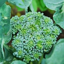 Broccoli, 200 Seeds, Broccoli &quot;Waltham 29&quot; (Brassica oleracea) - $3.46