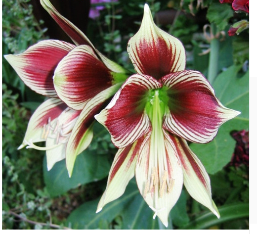 100 Amaryllis Bulbs Barbados Lily Root Hippeastrum Seeds