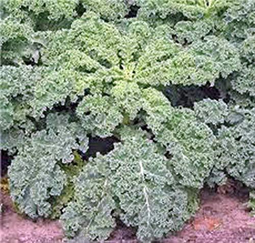 Kale, Dwarf Siberian, 100+ Seeds, Non-GMO, Great for Salads, STIR Fry, Country C