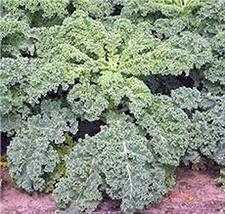 Kale, Dwarf Siberian, 100+ Seeds, Non-GMO, Great for Salads, STIR Fry, Country C - $2.99