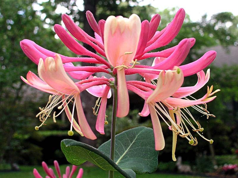 Organic Pink Honeysuckle Seeds Very Showy Vine with Unusual Foliage