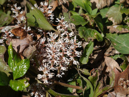 ALLEGHENY  SPURGE 10 roots ,(Pachysandra procumbens) image 7