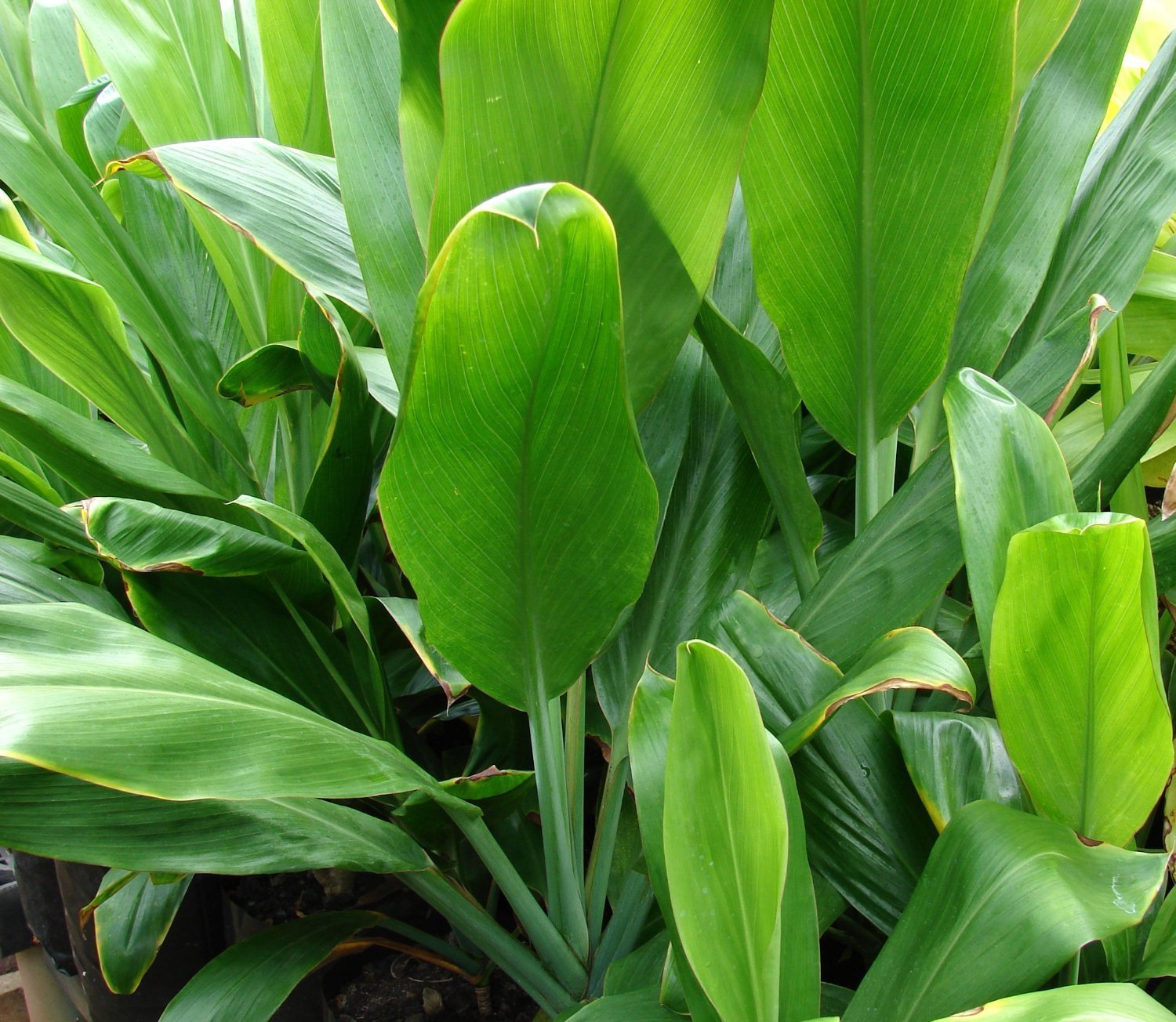 Hawaiian logs pack troncos cordyline seller plants Green ti leaf plant