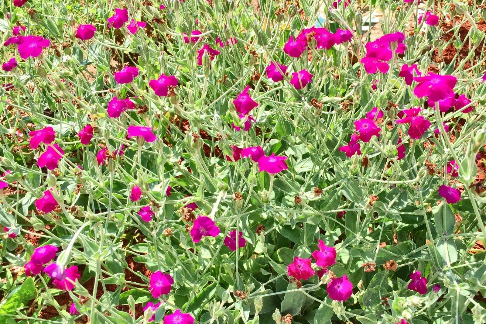 100 Seeds Rose Campion Lambs Ear Magenta Pink Wildflowers Lychnis