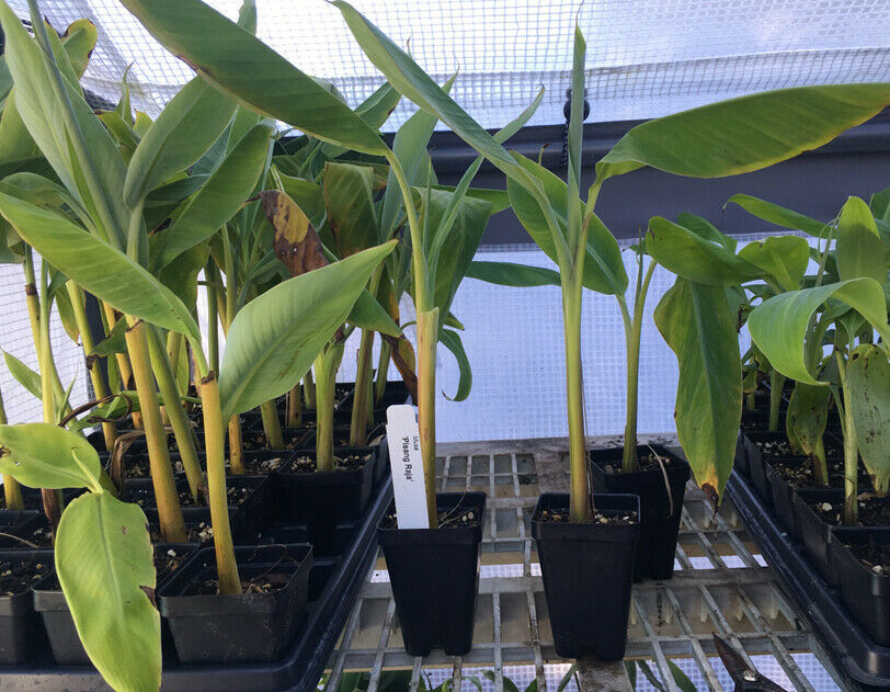 Pisang Raja Banana Plant 10 12 Live Banana Plant Pisang Raja Banana Plant 10 12 Live Banana Plant