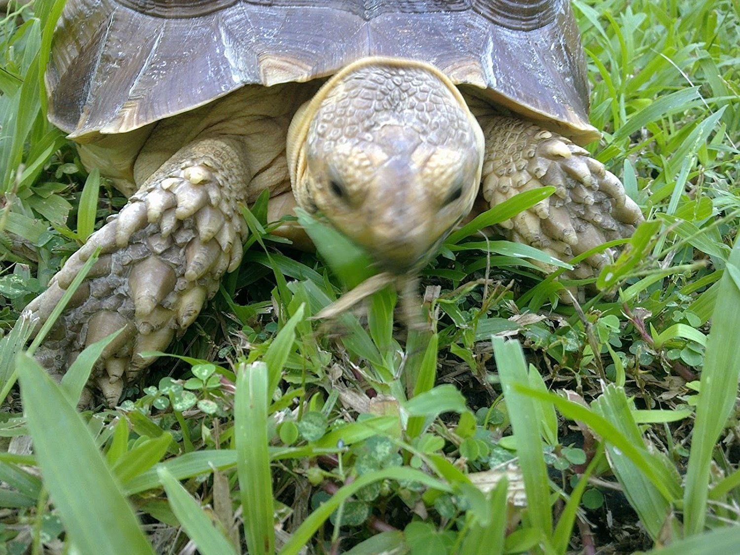 200 African Grasses Tortoise Blend Seeds Sulcata Leopard grass Annual