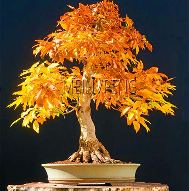 bonsai blue maple tree