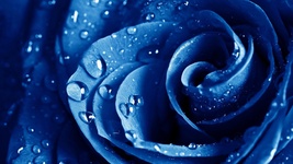 PSYCHIC BLUE ROSE-READING- ONE QUESTION 20.75 DETAILED-https://www.faceb... - $20.75