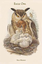 Bubo Maximus - Eagle Owl - $19.97