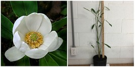 Sweetbay Magnolia - 18-20&quot; Tall LivePlant, Gallon Pot, Magnolia virginia... - $89.99