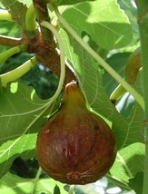 Ficus carica - Olympian Fig Tree Live Plant - Garden & Outdoor Living - $49.99