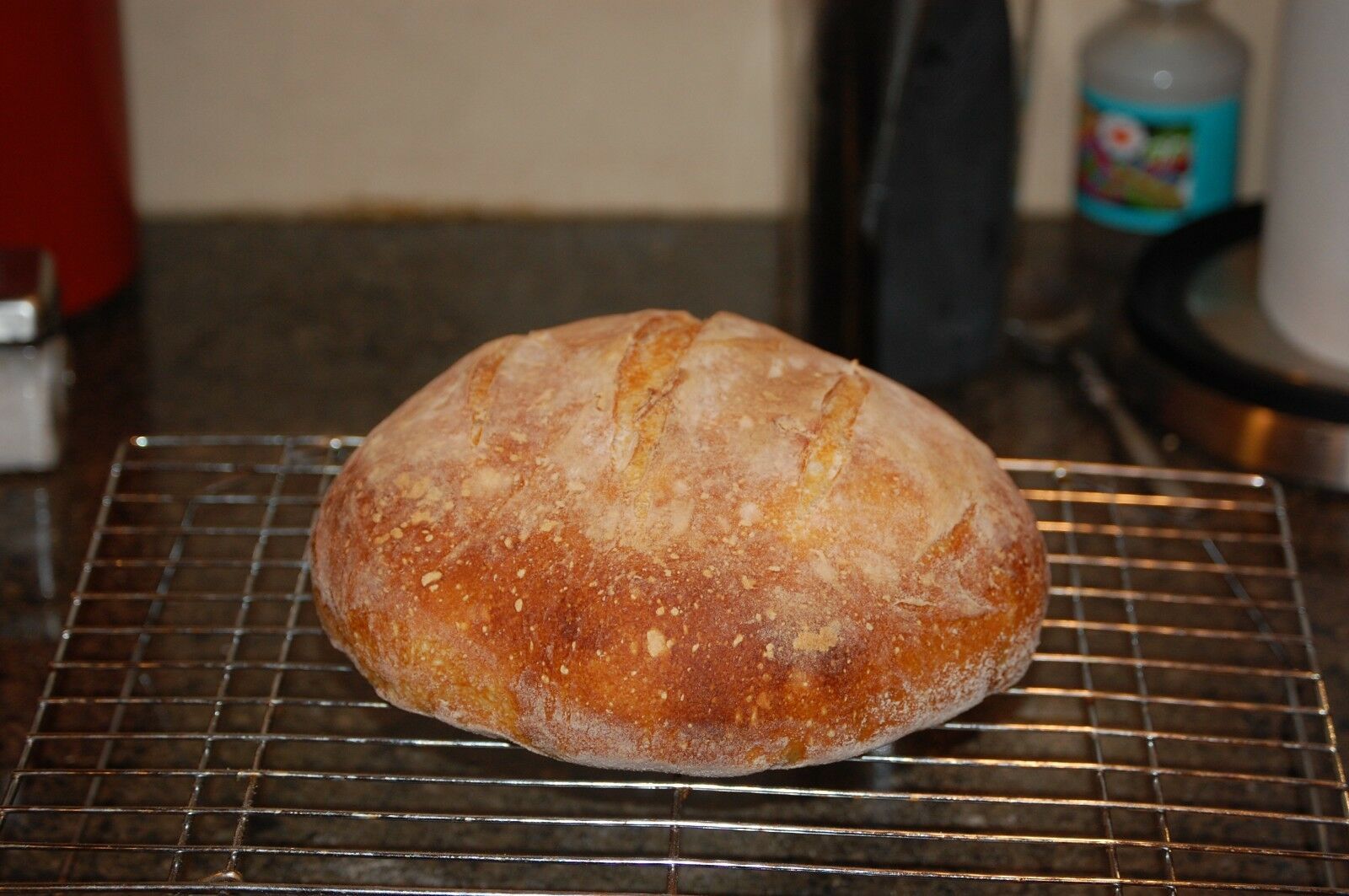 Gluten Free SOURDOUGH BREAD STARTER yeast San Francisco SAMMY plus