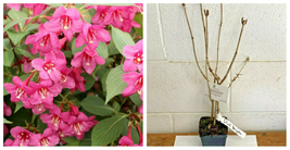 Pink Weigela 4" pot - Gardening - Outdoor Living - A01 - $45.99