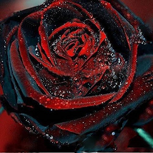Black Rose Seeds - 100Pcs Black Rose Seeds Flower With Red Edge Rare ...