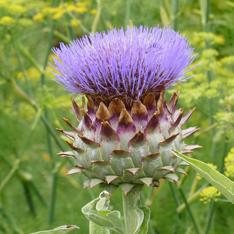 Super 50 Seeds Globe Artichoke Plant Cynara Scolymus Edible Flower