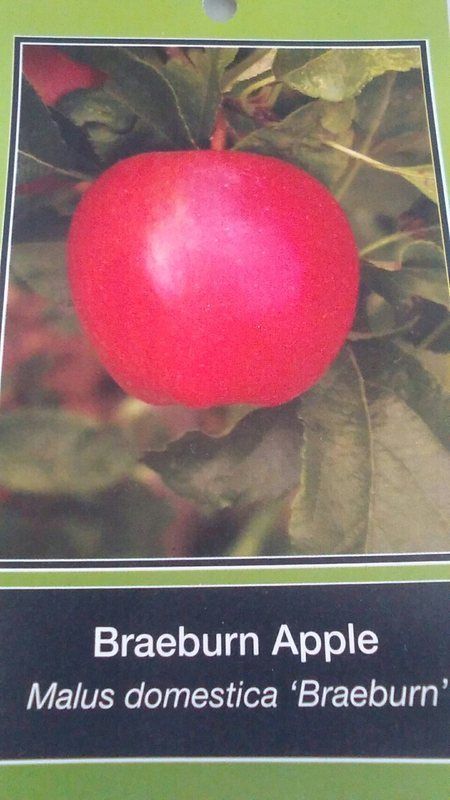 When To Plant Strawberries In Zone 7 When To Plant Strawberries In Zone 7
