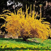 10 Forsythia Lynwood Gold-"Golden Bells" bare root image 4