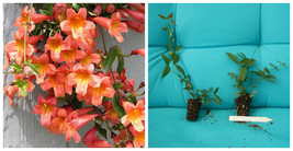 Bignonia "Tangerine Beauty" Crossvine*Rooted Starter Plant** - A9 - $45.99