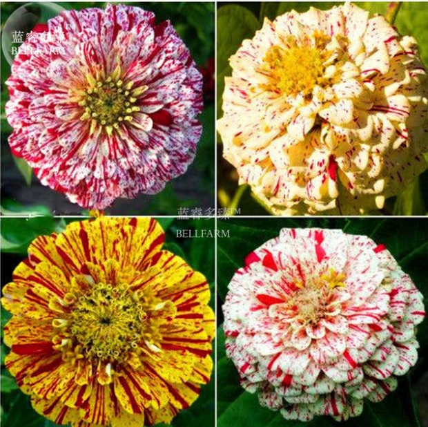 50PC Types Of Colourful Zinnia Flowers Seeds Perennial Home Garden