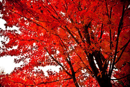 Red Maple Tree 2.5" pot image 1