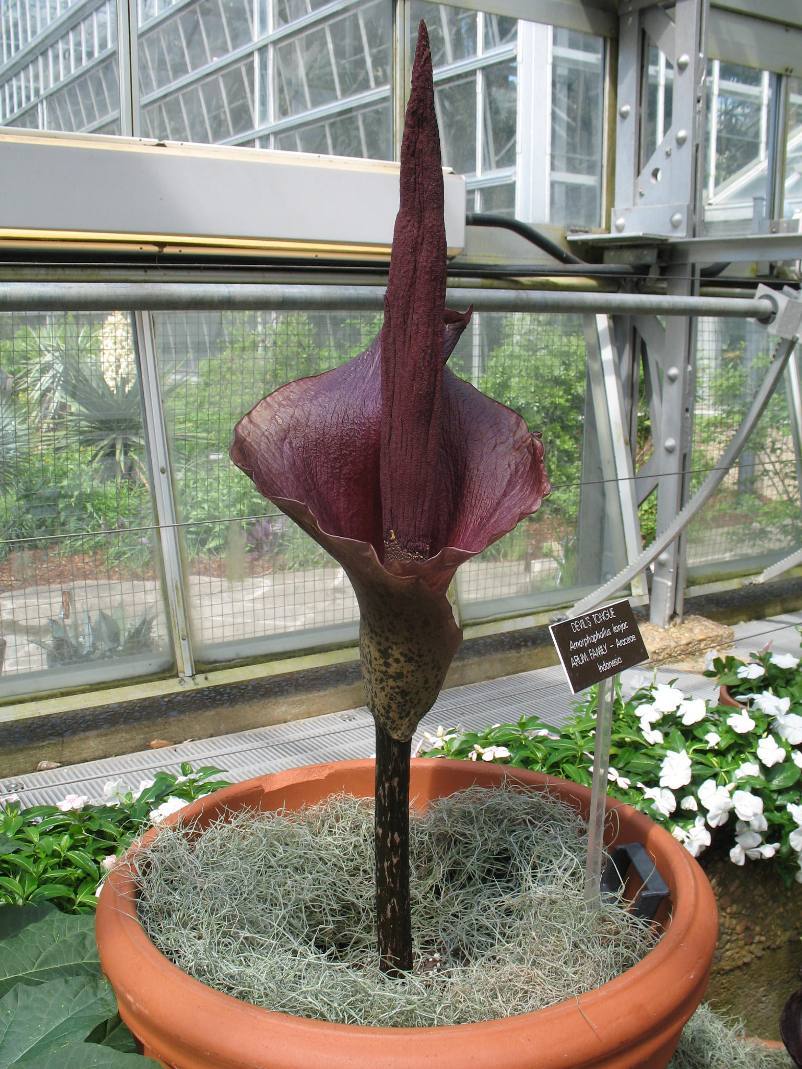 10 Seeds Corpse flower, The Titan Arum, The Biggest Flower In The World