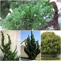 3 Trees Hollywood Juniper Juniperus Chinensis Torulosa Live Quart Size Trees JG - $105.99