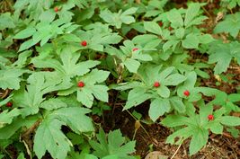 GOLDEN SEAL 10 roots Hydrastis Canadensis image 2