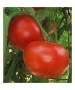Tomato, Jet Star Tomato Seeds 100 Seed Pack,Organic, USA Product. Packed... - $4.64