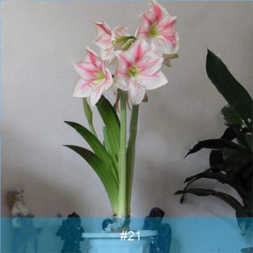 2Pcs Big Amaryllis Bulbs,Amaryllis Flower,Barbados Lily ...