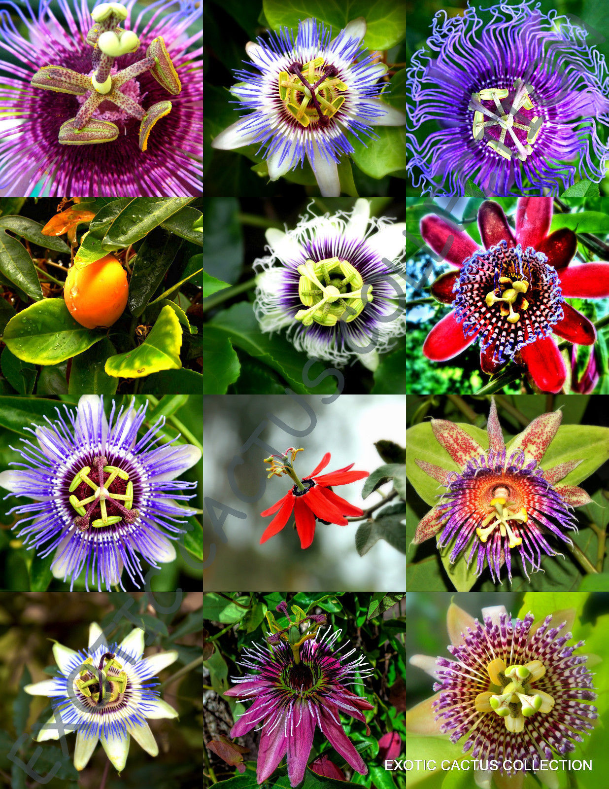 RARE PASSIFLORA MIX passion fruit exotic edible tropical flowering vine