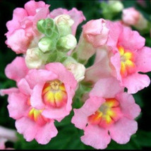 35 Mixed Snapdragon Flower Seeds-1353 - $2.98