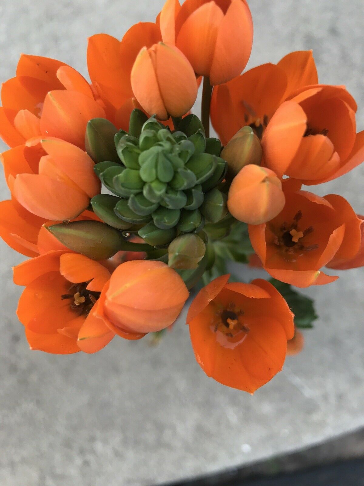 Live Plant STAR OF BETHLEHEM PLANT 12”Ornithogalum umbellatum Orange