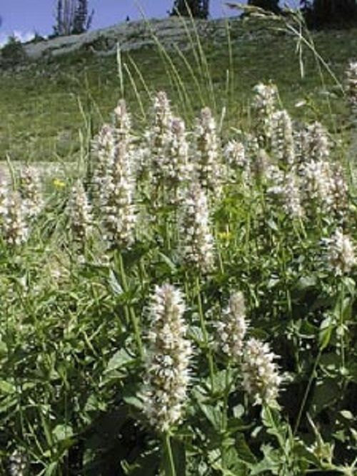 25 Giant White Labiatae Flower Seeds-1124A