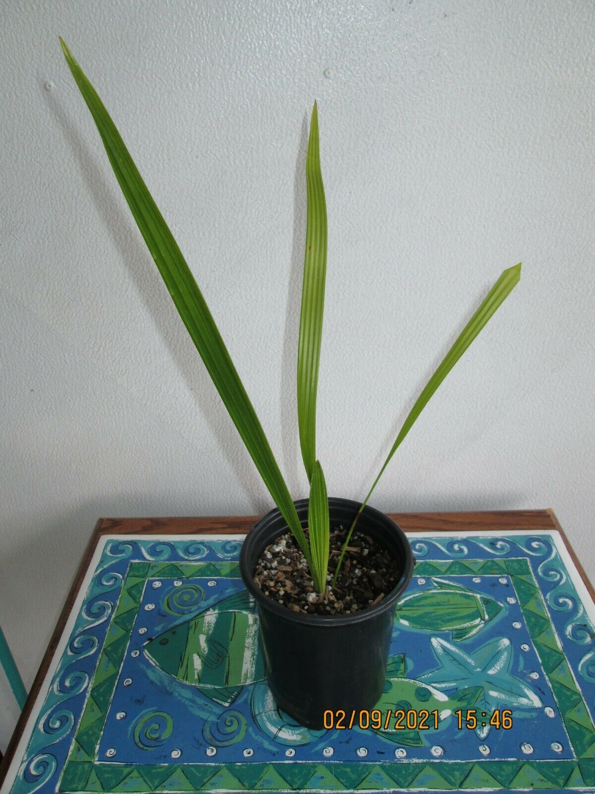 SUMMER SPECIAL 2 Yr. Canary Island Date Palm Tree Seedling. 1 Gallon