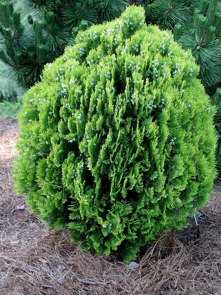 American Arborvitae, Thuja occidentalis, Tree Seeds (Evergreen Hedge ...