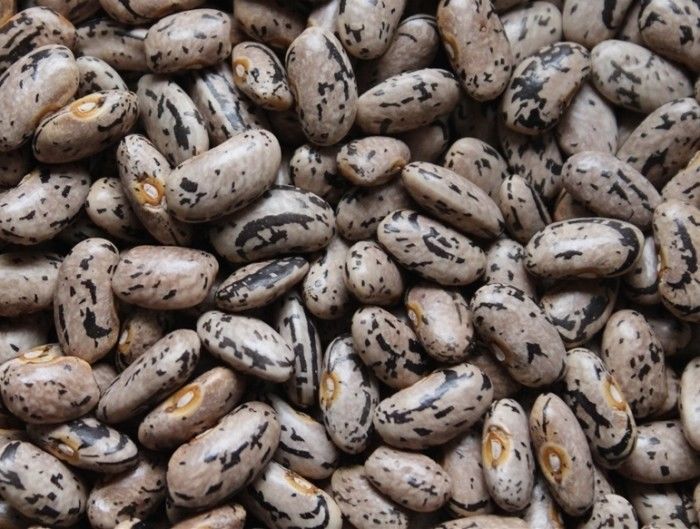 Rattlesnake Pole Bean Seed - Heirloom Greenpod Preacher Beans Seeds ...