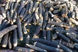 25 Giant Blue Corn Seed-1268