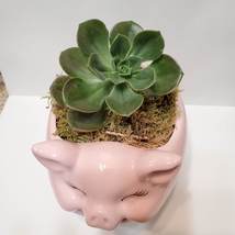 Pig Planter with Echeveria Succulent, Pink, Live Plant, Animal Succulent Planter image 3