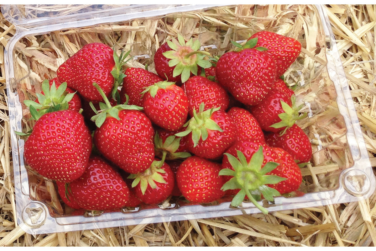 10+ Organic Jewel Strawberry Plants Bare Root Earliest High Yielding Berry