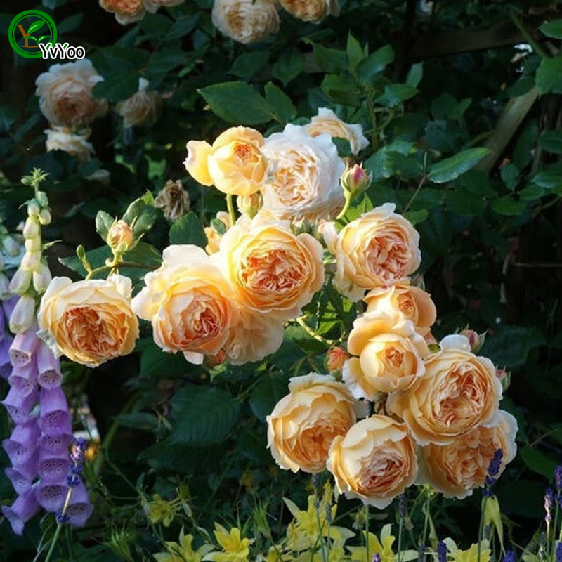 50 Seeds Yellow Climbing Rose Seeds Bonsai Flower Plant ...