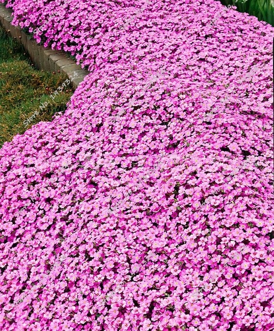 200 Seeds Creeping Thyme Flower Garden Decoration Multi ...