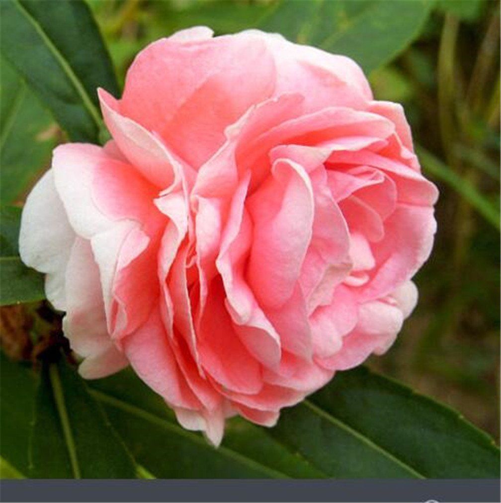 Double Camellia Impatiens Balsamina Flower Mix Color 30