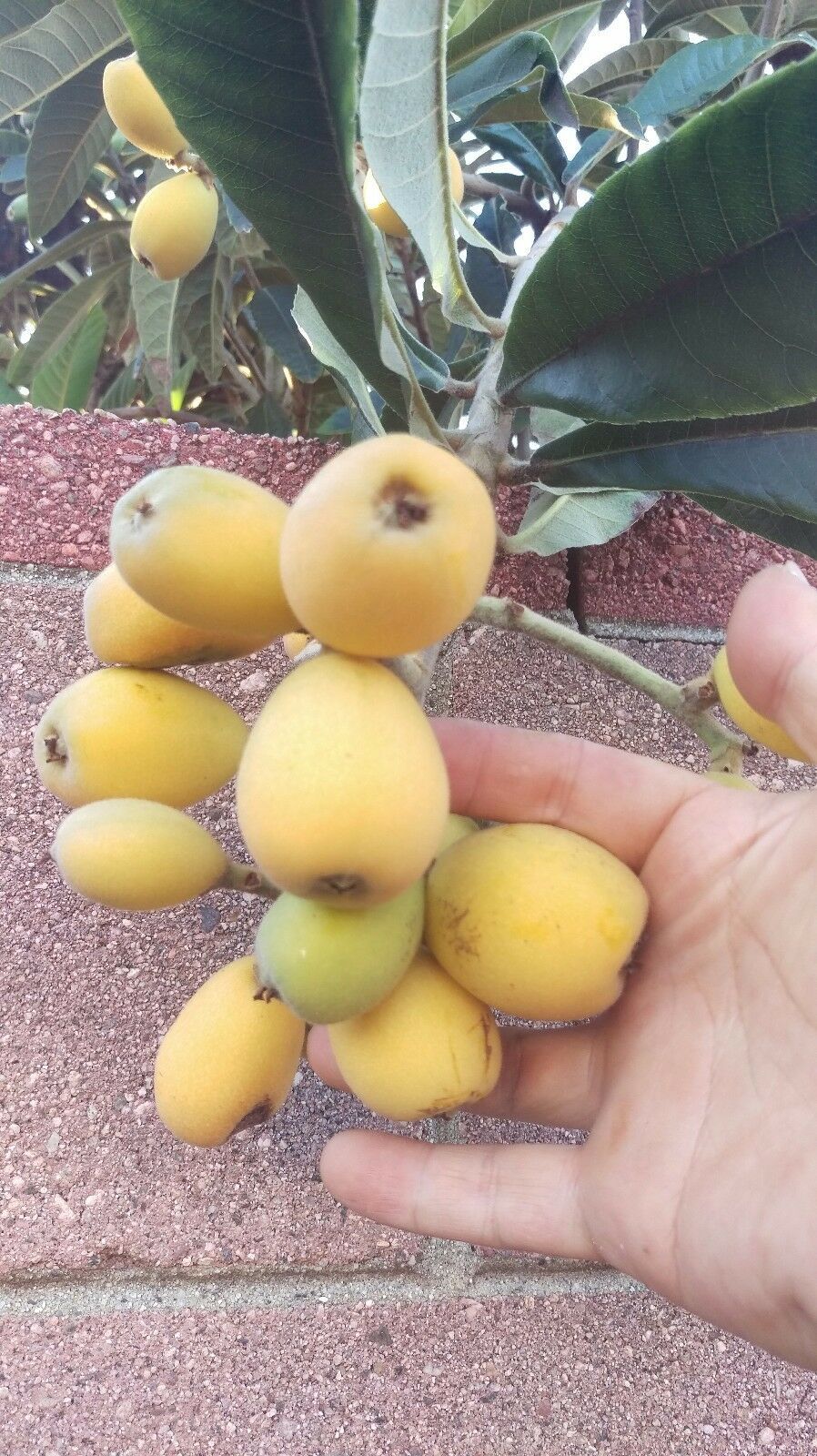 Loquat (Seedling) Tropical Fruit Tree #STR11 - Plants & Seedlings