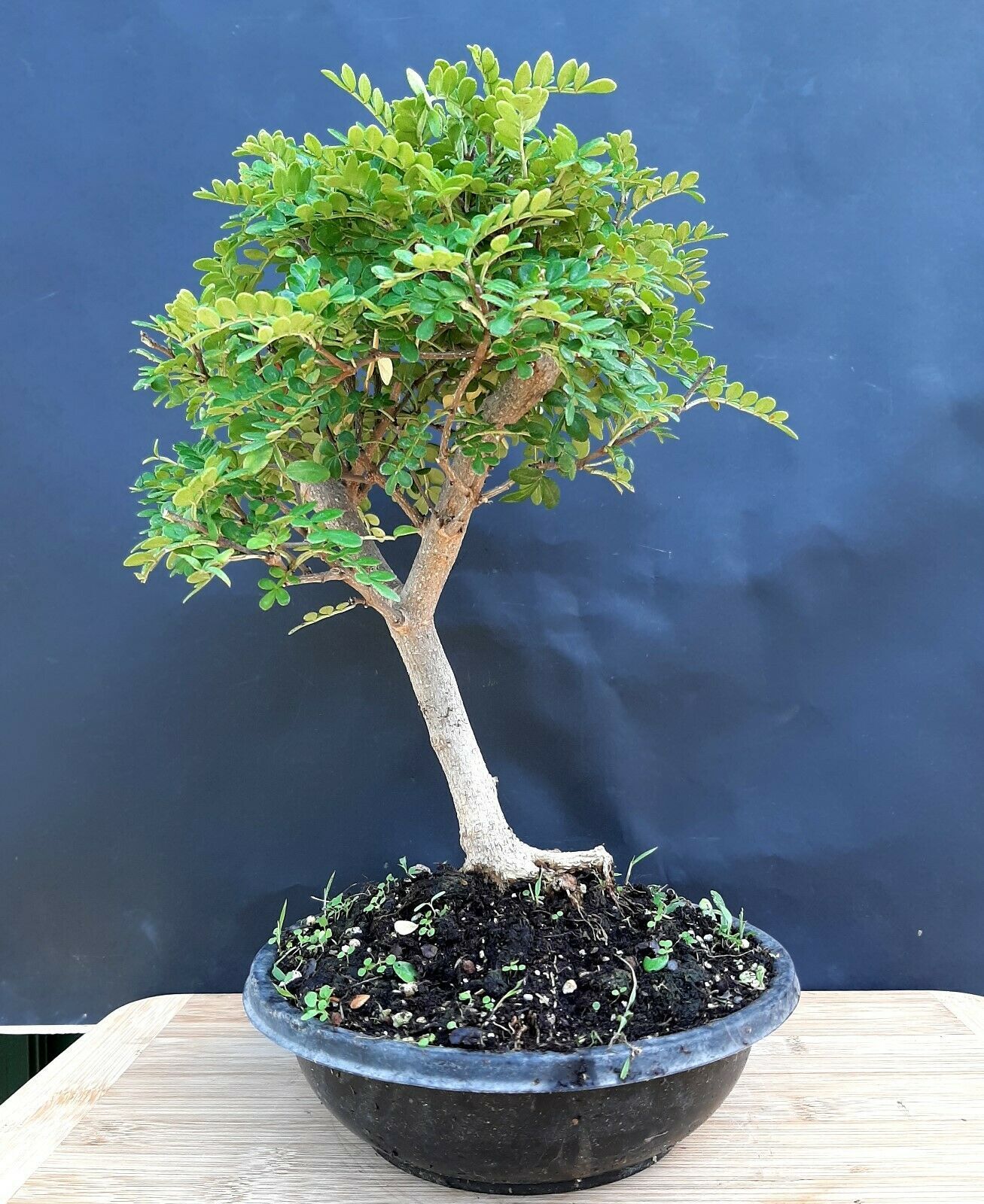 Chinese pepper bonsai &quot;Sichuan Pepper&quot; A 20 year old